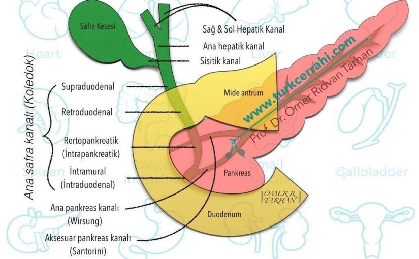 İntra ve Ekstrahepatik Safra Yolları: Uzman Anlatımı [2026] - Kapak Görseli